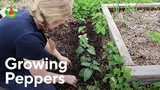 How to Grow Pepper Plants [upl. by Yvehc259]