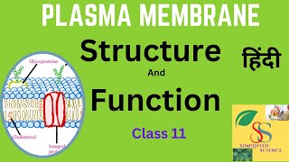 Plasma membraneStructure and Functions class 11in Hindi [upl. by Hoopes]