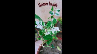 Snow bush  a beautiful hardy and low maintenance plant  shorts [upl. by Maxine486]