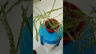 Power of Bhumi amala gardenmedicine plant gardening tips shortsviralshort [upl. by Ayotahc]