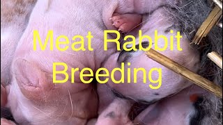 meat rabbit breeding day 1 [upl. by Jori]