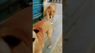 Zindabad yaarian 🐶 subscribe [upl. by Yert732]