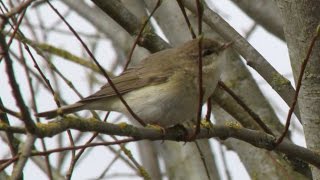 The Willow Warbler and its Song [upl. by Tamera964]