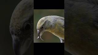 Burung paruh silang yang unik  Crossbill hewan [upl. by Curson]