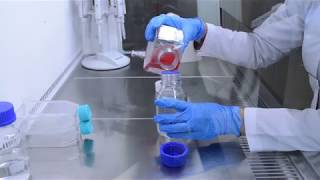 Hücre Kültürü ve Aseptik Teknikler  Cell Culture and aseptic Techniques [upl. by Thurlow]