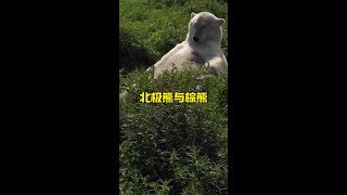 強壯的北極熊與巨型棕熊野生動物零距離 解說版動物世界 [upl. by Sibelle]