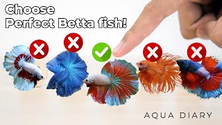 How To Choose A Best Betta Fish [upl. by Carma]