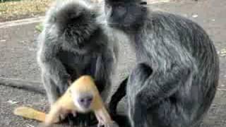 My turn with the Baby Monkey [upl. by Phillie]