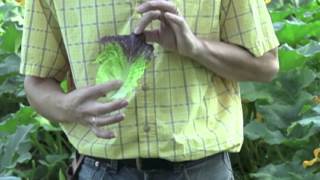 The Different Varieties Of Head Lettuce  Veseys Comparisons [upl. by Barbi]