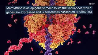 New mechanism for plant growthpromoting bacteria modifying the plants’ DNA methylation pattern [upl. by Ermin]