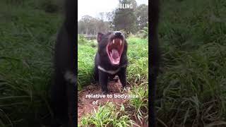 Tasmanian Devil l funfact l animalshorts tasmaniandevil [upl. by Anaujd504]