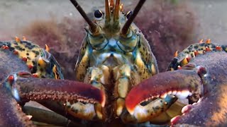 Lobsters Battle for a Breeding Pit  Blue Planet  BBC Earth [upl. by Noscire]