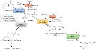 Catecholamine Biosynthesis Pathway [upl. by Derrik]