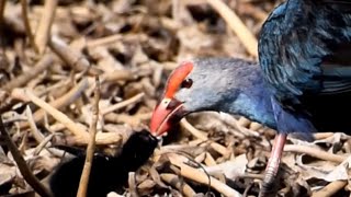 Purple Swamphen feeding chick 🐥  Swamp birds  Wetland birds in India [upl. by Siloa]