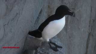 Alca común  Alca torda  Razorbill [upl. by Ahron350]