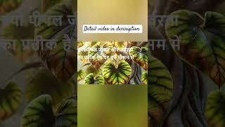 Peepal tree GodsOfIndiaHindutva full video in description [upl. by Gnouc798]