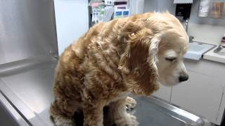 Cocker Spaniel at vet [upl. by Ahsele]