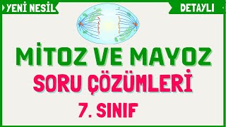 Mitoz Mayoz Soru Çözümü  7 SINIF [upl. by Neelyaj]