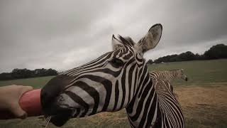 EXOTIC WILDLIFE at the Grapeland Drivethru Safari in Grapeland Texas [upl. by Gipson]