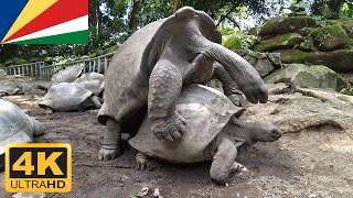 Turtles Mating Funny Sound Mahé Seychelles [upl. by Laurens]