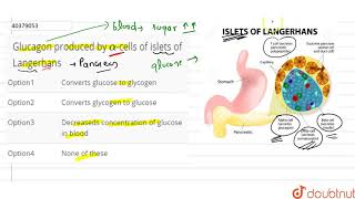 Glucagon produced by alphacells of islets of Langerhans [upl. by Hobbie]