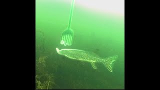 Spearing pike 20 [upl. by Haroldson]