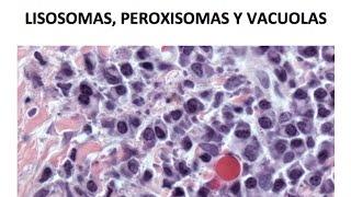 Lisosomas peroxisomas y vacuolas [upl. by Ahsenahs]