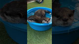 Funny otters playing in the same tub😁🥰🦦🦦Cute Otter ytviral cuteanimal otternoise ytshorts [upl. by Nosille]