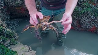 Coastal Foraging with Craig Evans mini series part 2 Foraging on the Beach and Rocky Shore [upl. by Brnaba]