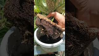 UPDATE AFTER 6 WEEKS AGLAONEMA STEM CUTTINGS PROPAGATIONSUCCESSFUL MARAMI NG MGA UGAT gardening [upl. by Okiron]