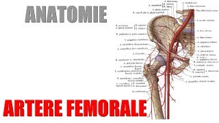 ANATOMIE  Vaisseaux du membre inférieur  1 Artère fémorale [upl. by Newfeld]