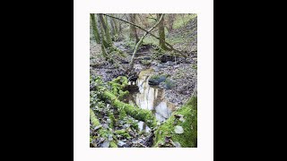 Fotografare nel bosco come trovare dei punti di interesse [upl. by Saidel679]