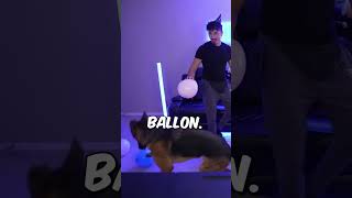 My Dog played with balloons for the 1st time [upl. by Diella]