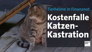 Mehrkosten wegen nötiger Kastration Streunende Katzen setzen Tierheimen zu  Abendschau  BR24 [upl. by Wilcox]