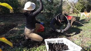 Harvesting Black Walnuts  Permaculture Appalachia [upl. by Neeham]