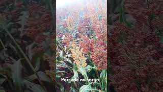 Porcada no sorgo [upl. by Mildrid512]