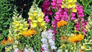 Amazing and Most Beautiful Snapdragon Flowers  Antirrhinum Flowers [upl. by Letreece]