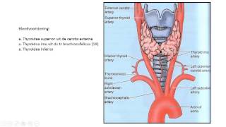 schildklier bouw en functie [upl. by Nyvlem]