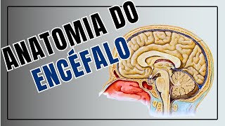 ANATOMIA DO ENCÉFALO  Corpo Quiz [upl. by Warren]