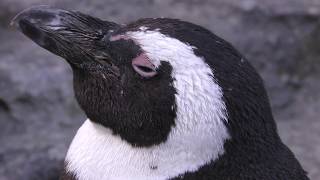 ケープペンギン サンシャイン水族館 2018年5月10日 [upl. by Harwin]