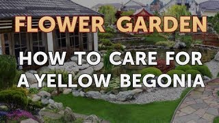 How to Care for a Yellow Begonia [upl. by Aicat]