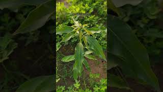 dasheri mango plantation 2021dasheri plants new growthdasheri mango [upl. by Ytak]