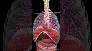 How Your Body Moves Inside From Heartbeats to Digestion medical anatomy science [upl. by Alena443]