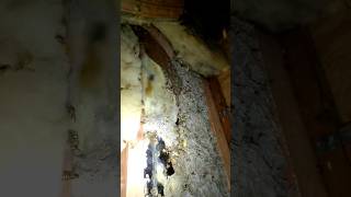 Wasp Infestation in YOUR Attic hornetking infestation wasps hornets [upl. by Nrubloc]