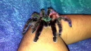 Avicularia aka Caribena Versicolor Tarantula [upl. by Morra]