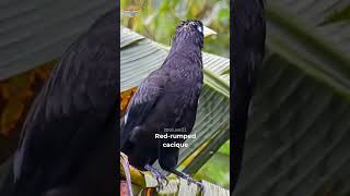 Redrumped caciquebirds rainsounds relaxing thunder sleep sleepsounds lovebirdsound wildlife [upl. by Bohaty559]