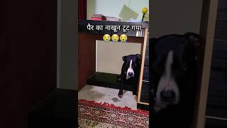 Dog injured shorts short video trending viralvideo dog anime pets funny [upl. by Trixie]