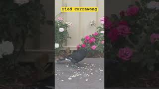 Pied Currawong in our backyard [upl. by Ranie]