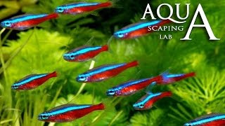 Aquascaping Lab  Neon Tetra Paracheirodon Innesi amp Axelrodi Fish description  Neon Cardinale [upl. by Eiten]