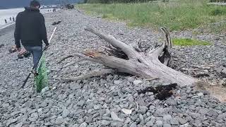 walking to Fish Snagging spot in Seward Alaska June 8 2024 [upl. by Assitruc]